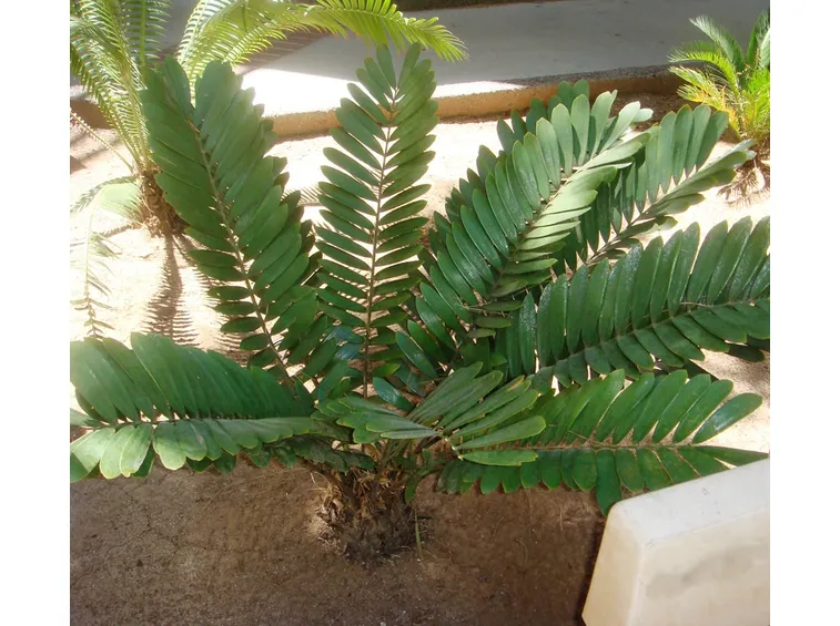 Coltivazione zamia