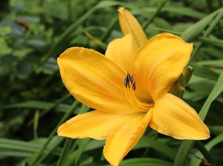 Hemerocallis