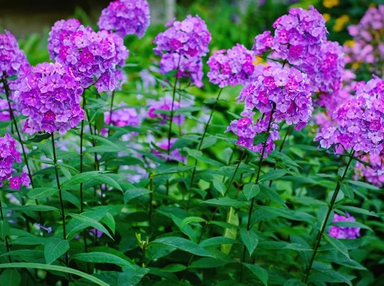 Phlox paniculata