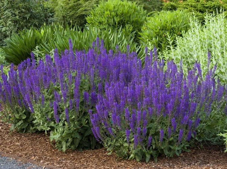 Salvia x sylvestris