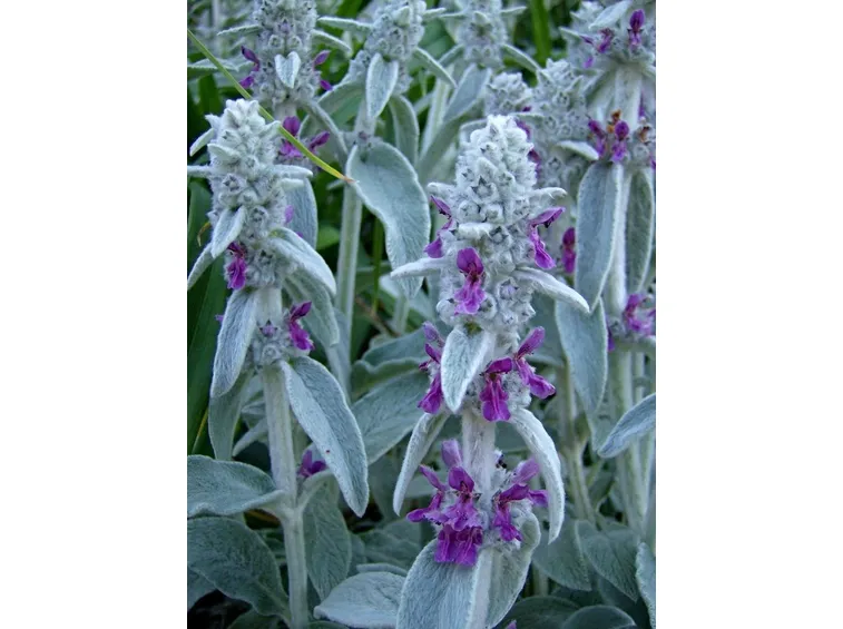 Stachys byzantina