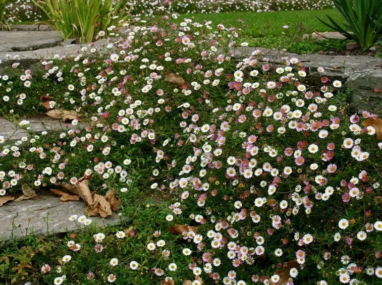 Erigeron karvinskianus
