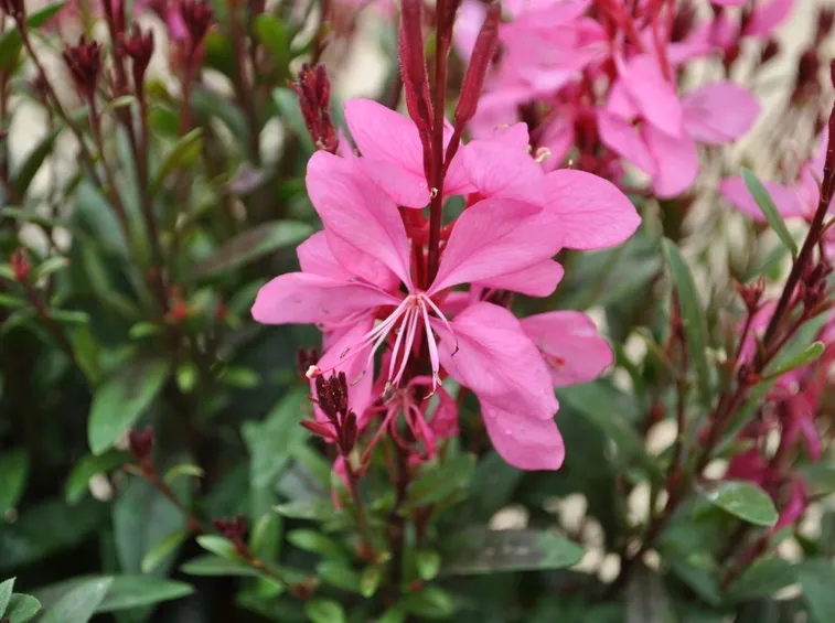 Gaura lindheimeri