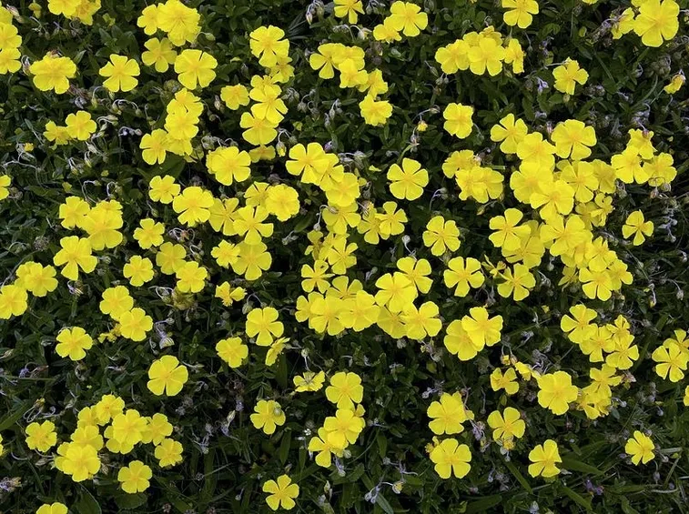 Helianthemum