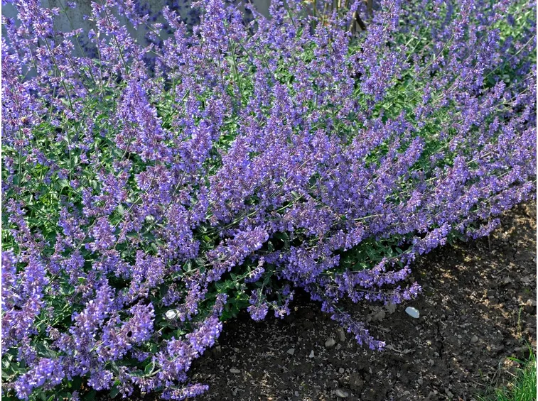 Nepeta 
