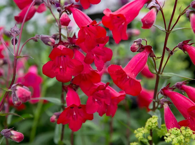 Penstemon