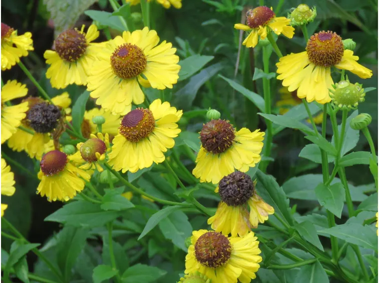 Helenium autumnale
