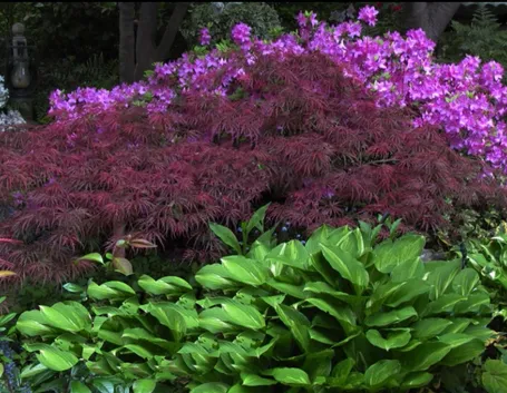 giardino all'ombra
