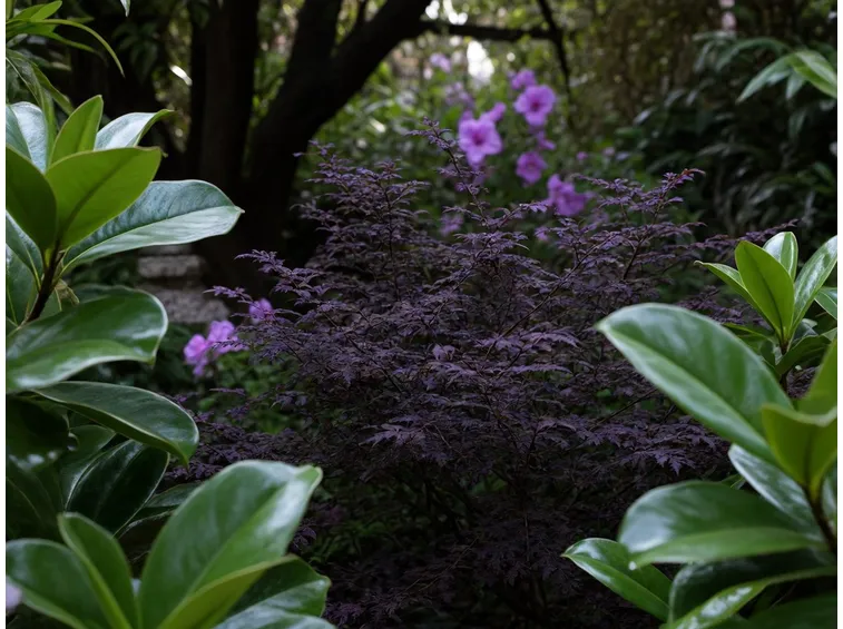 giardino all'ombra