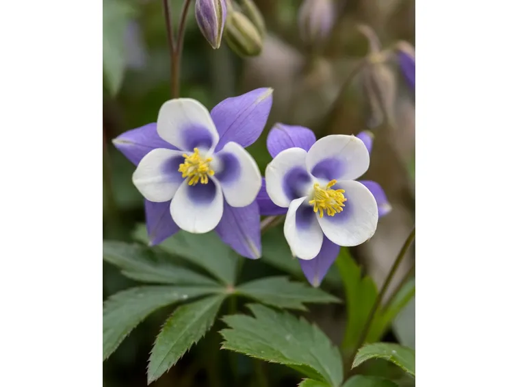 Aquilegia