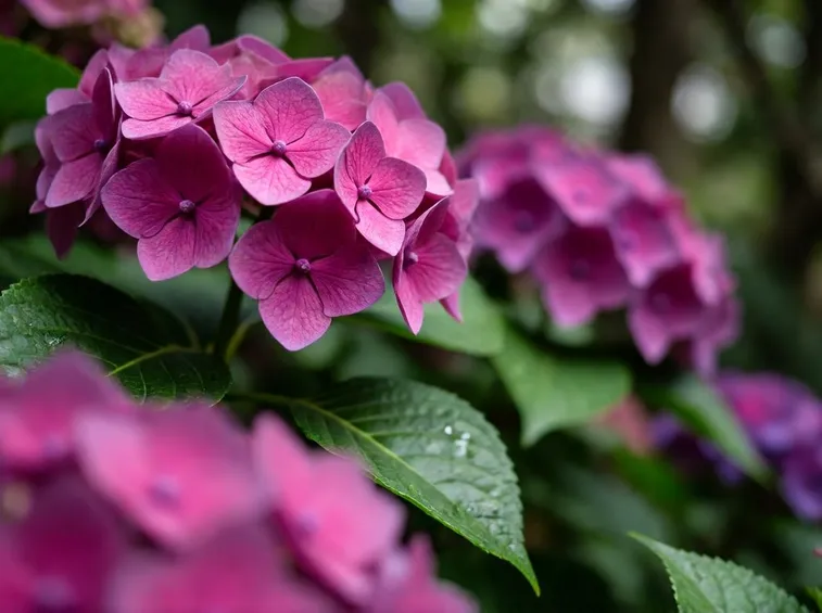 Hydrangea macrophylla
