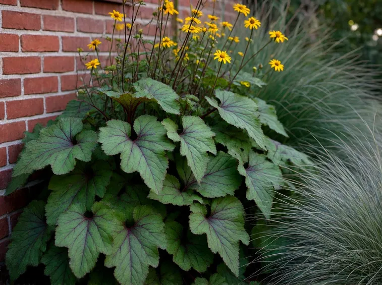 Ligularia dentata