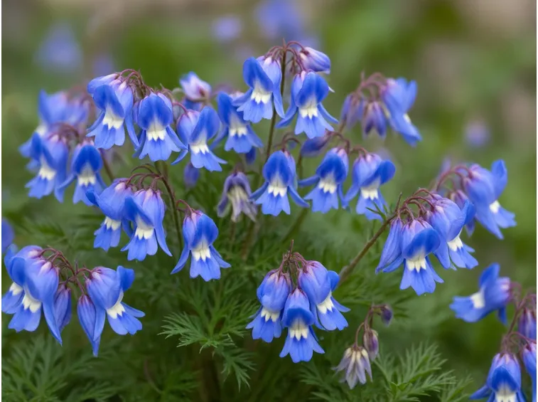Corydalis flexuosa