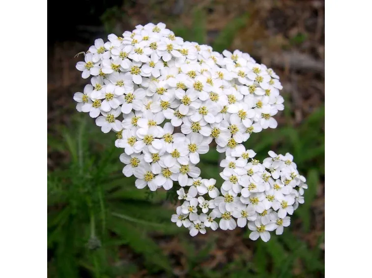 L’achillea millefolium