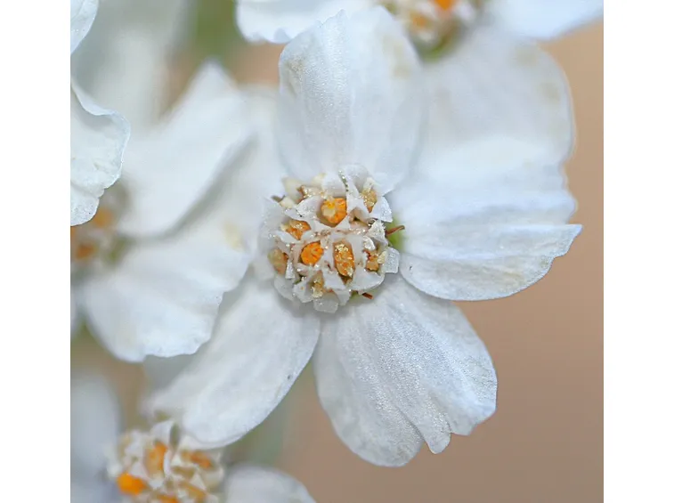 Un fiore dell’achillea millefolium