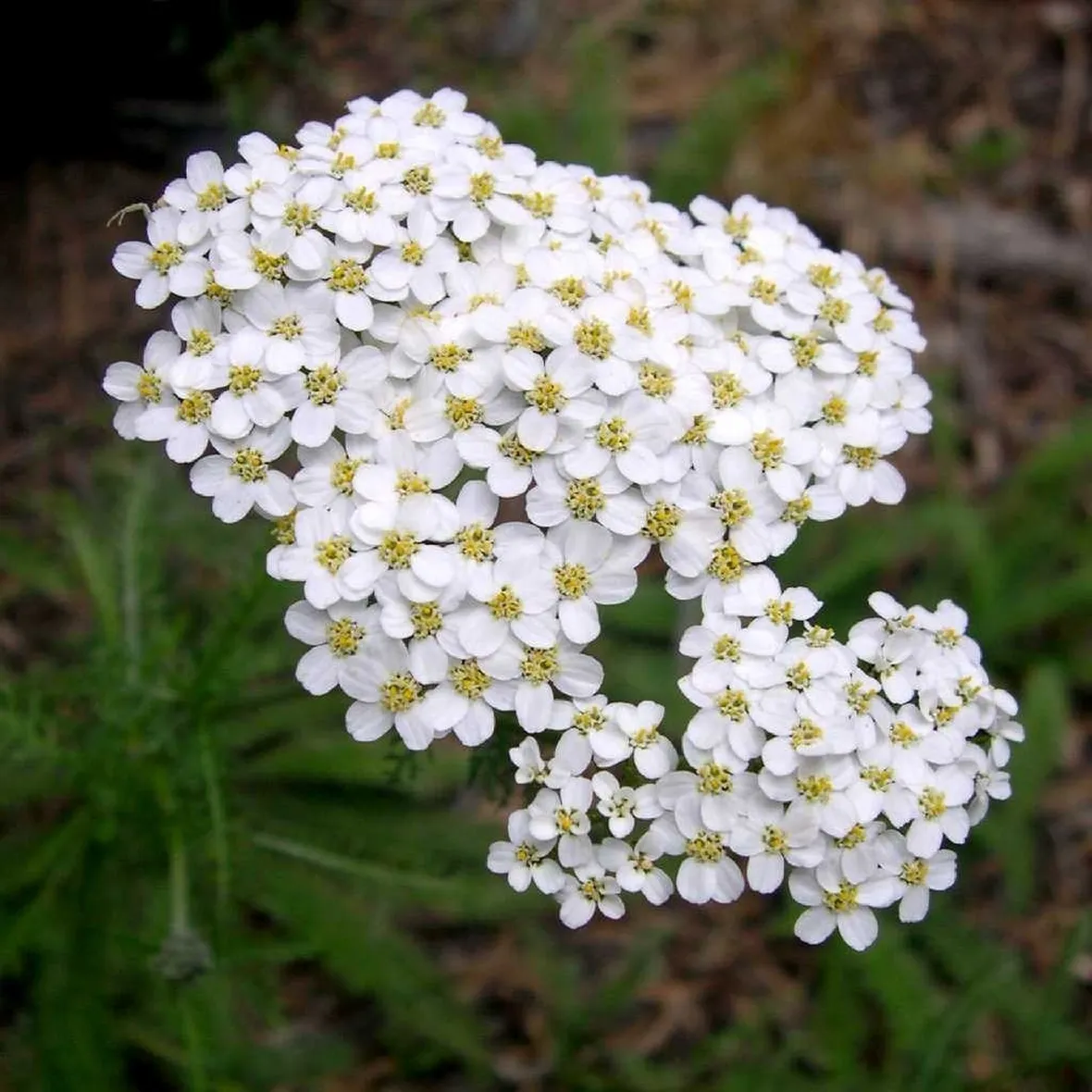 L’achillea millefolium