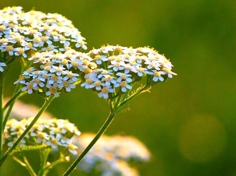 l'achillea