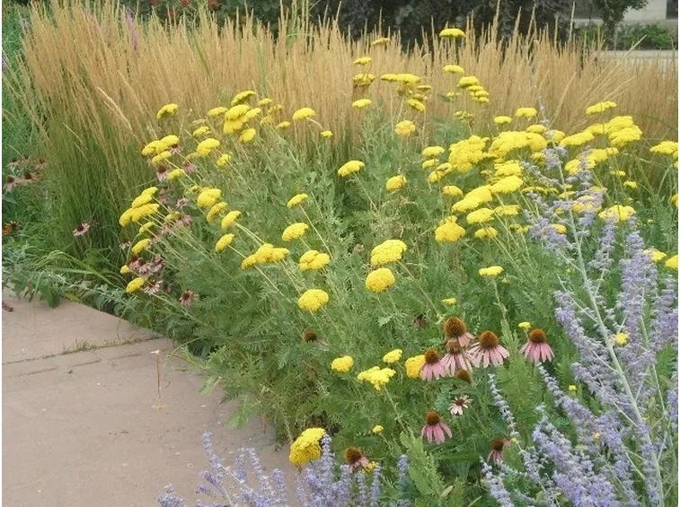 achillea ai bordi delle strade