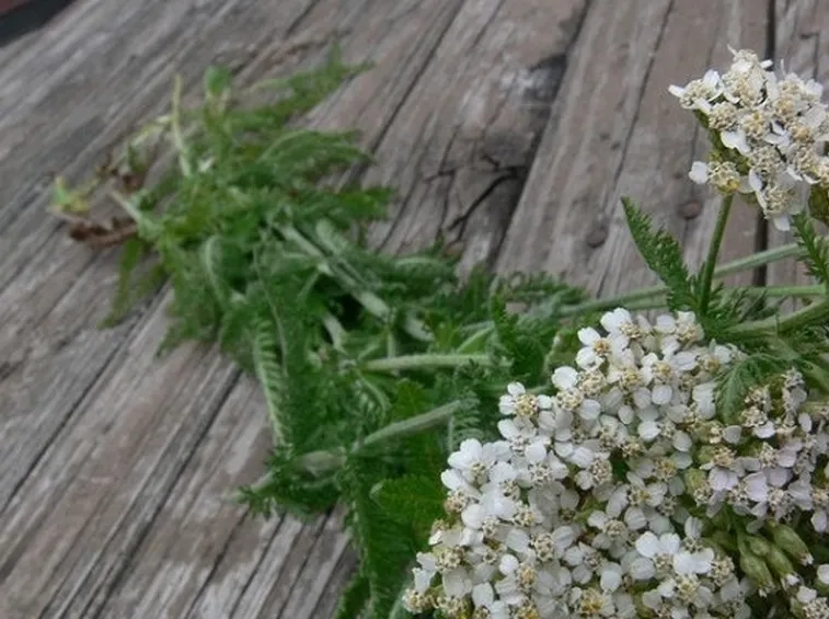 fiori di achillea