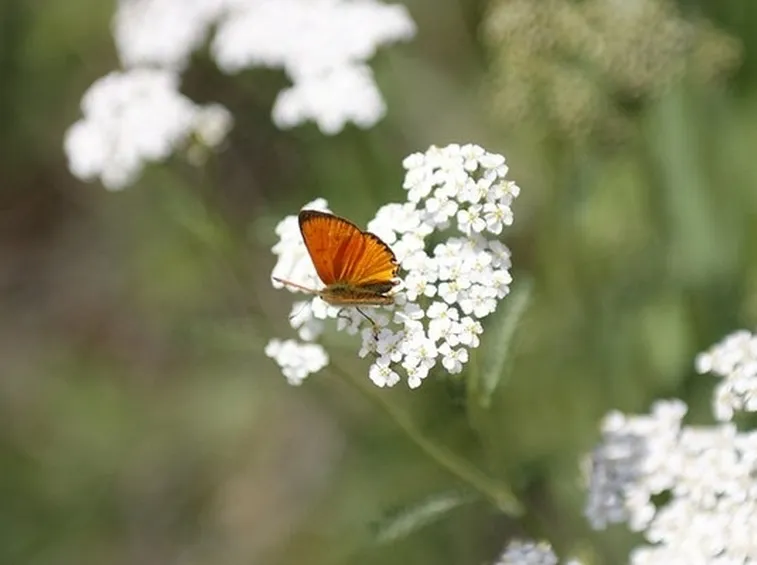 achillea pianta medicinale