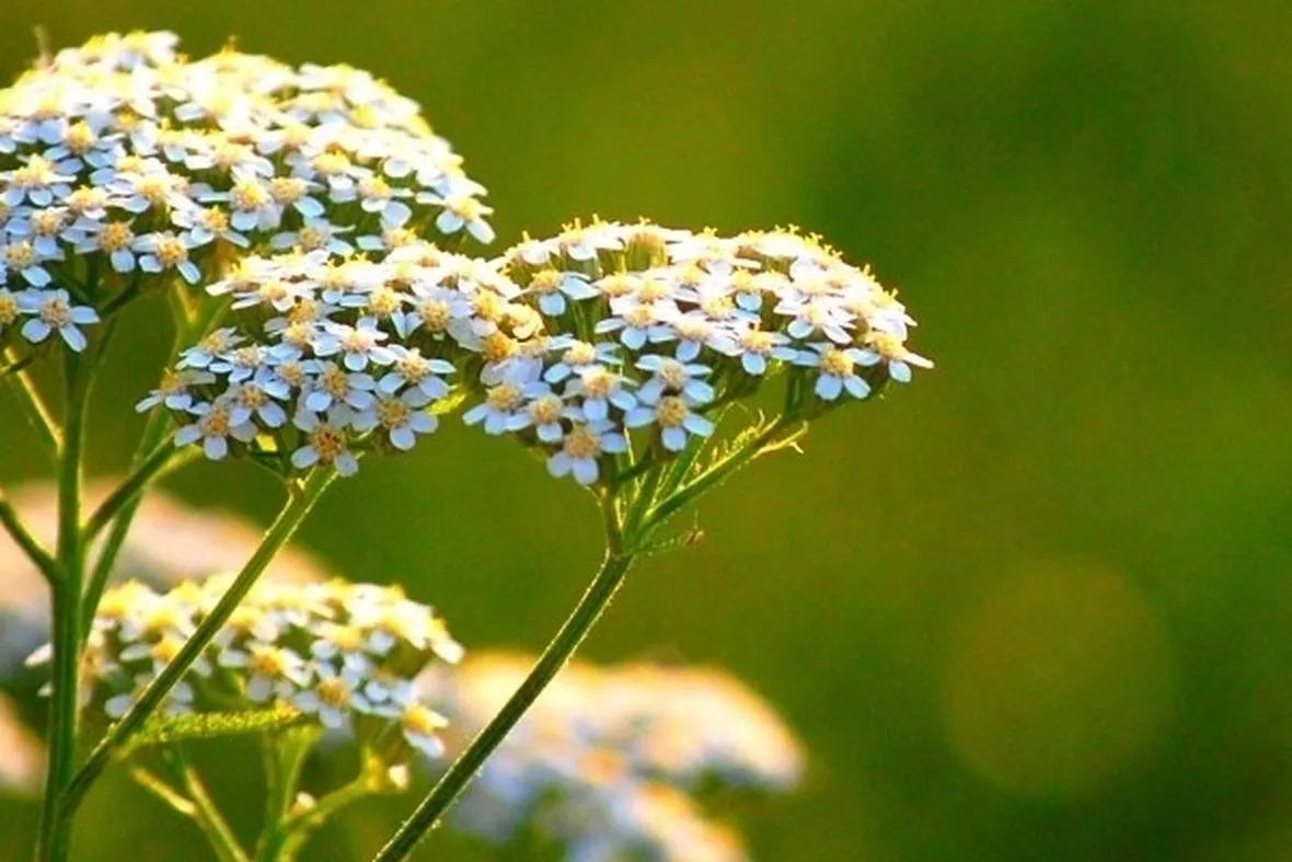 l'achillea