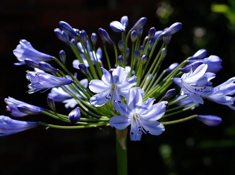Agapanthus fiore