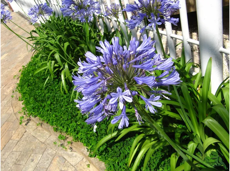 Agapanthus tipologie