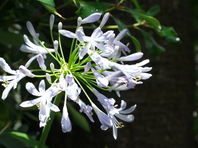 Agapanthus fiori bianchi