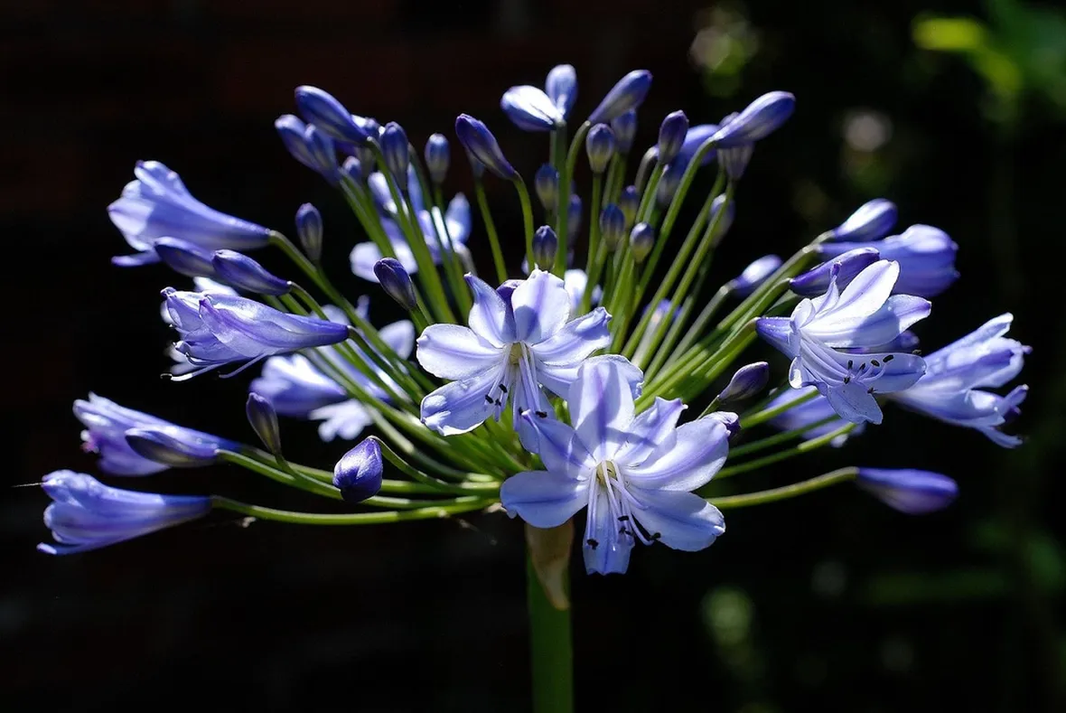 Agapanthus fiore