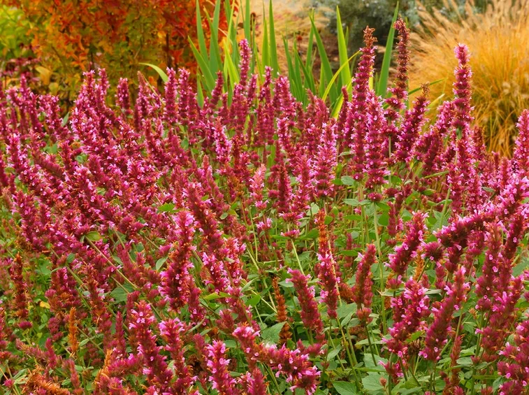 Agastache giardino