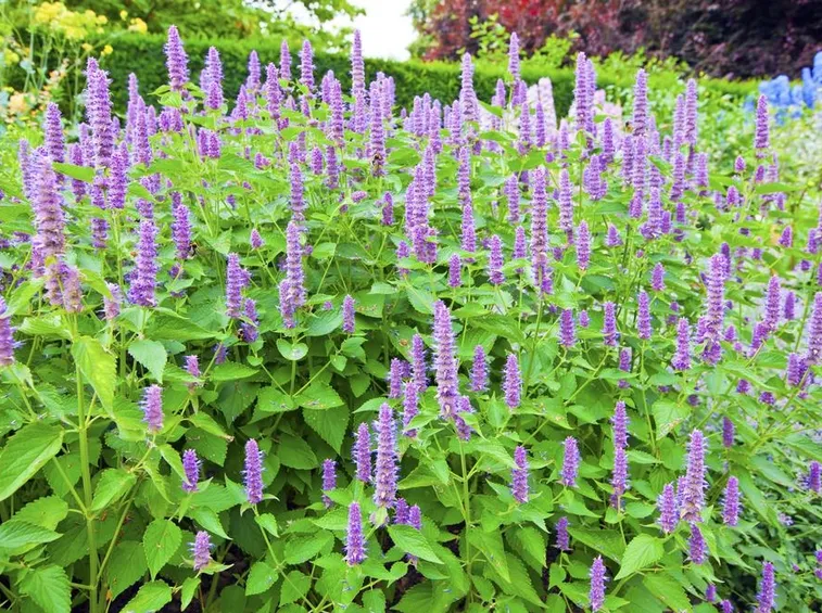 Agastache pianta