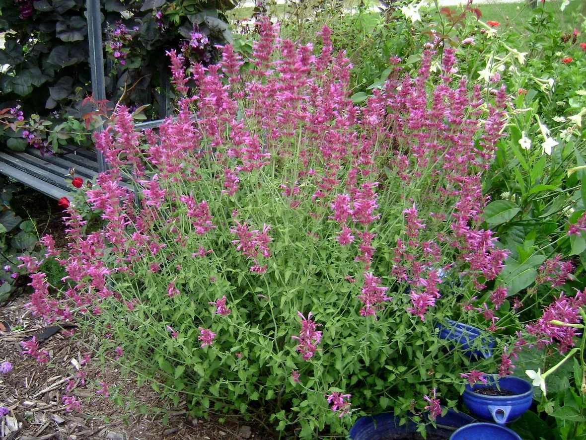 Agastache fiori viola