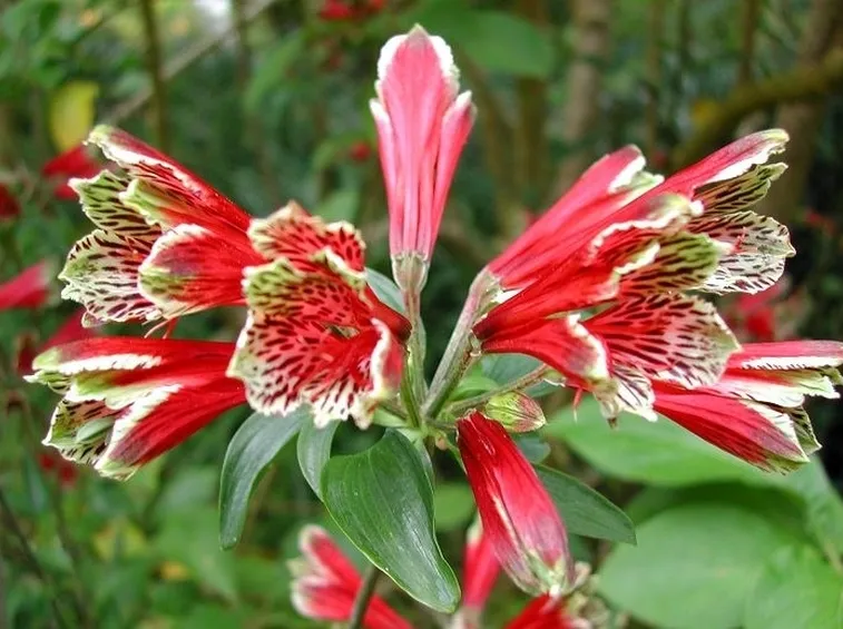 Infiorescenze bicolore di Alstroemeria