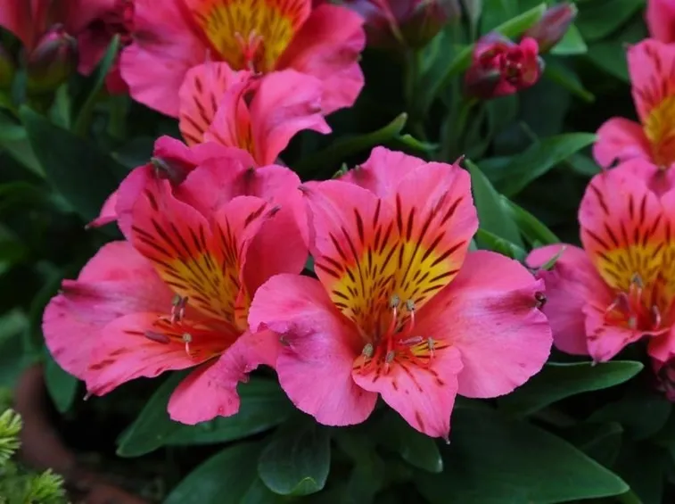 Fiori colorati di Alstroemeria