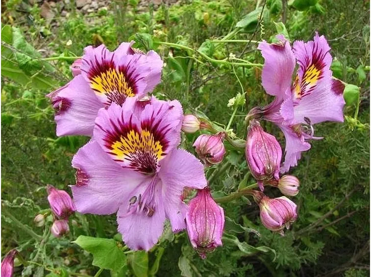 Infiorescenze della pianta di Alstroemeria