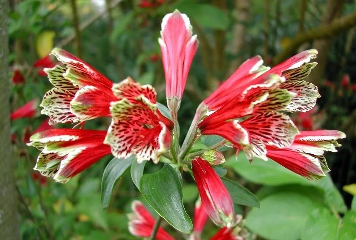 Infiorescenze bicolore di Alstroemeria