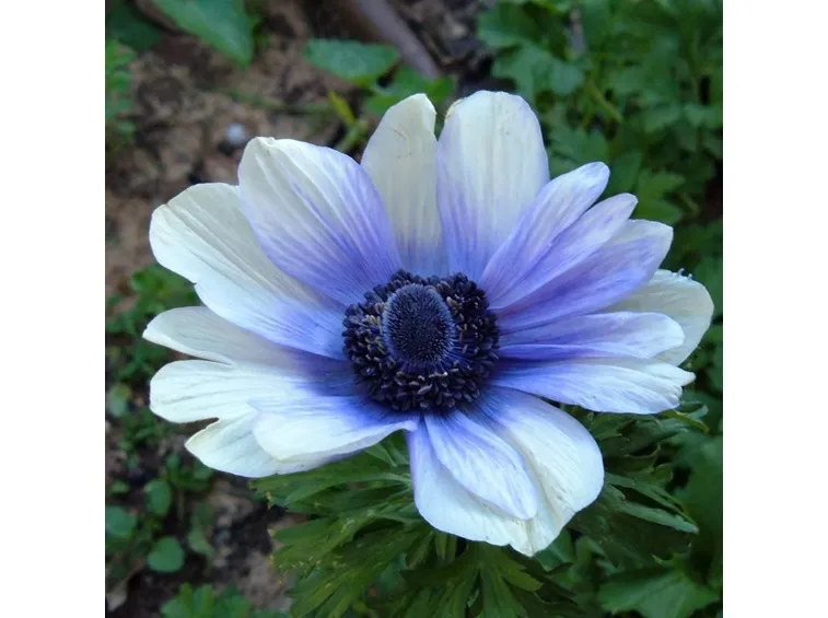 anemone