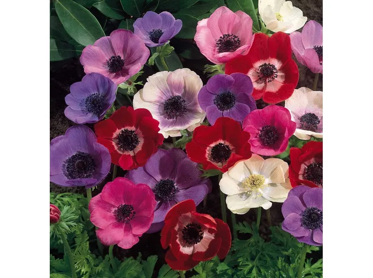 anemone colorato