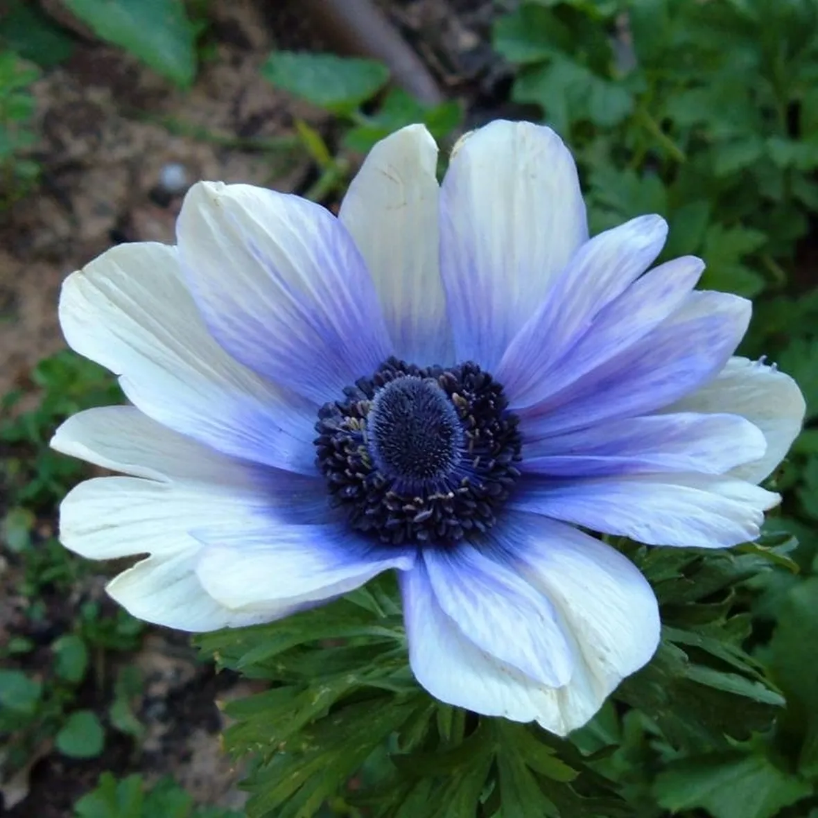 anemone