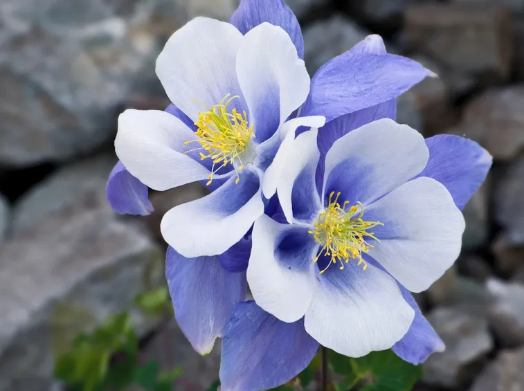 Fiore della pianta di Aquilegia caerulea