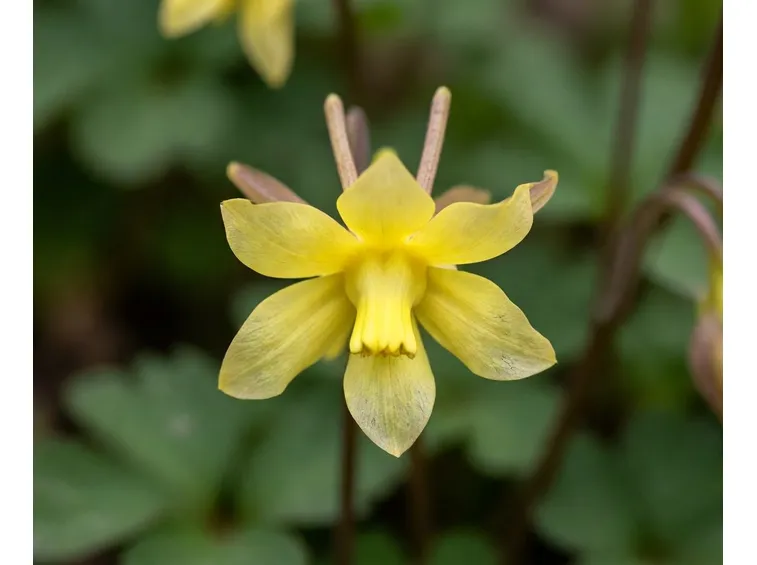 Fiore di Aquilegia chrysantha