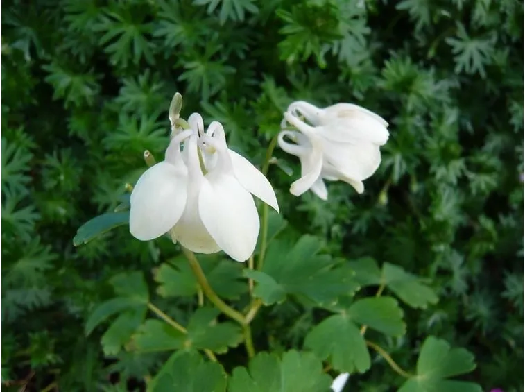 Fiore di Aquilegia flabellata Nana Alba