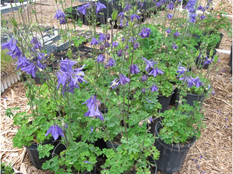 Piante di Aquilegia alpina
