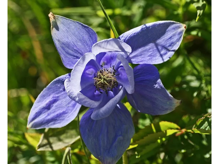 Fiore di Aquilegia alpina