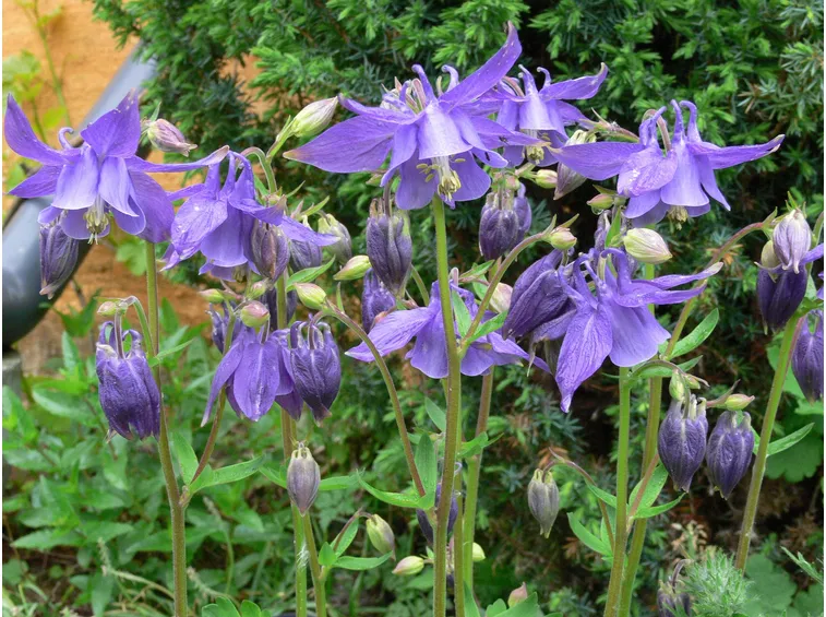 Fiori di Aquilegia alpina