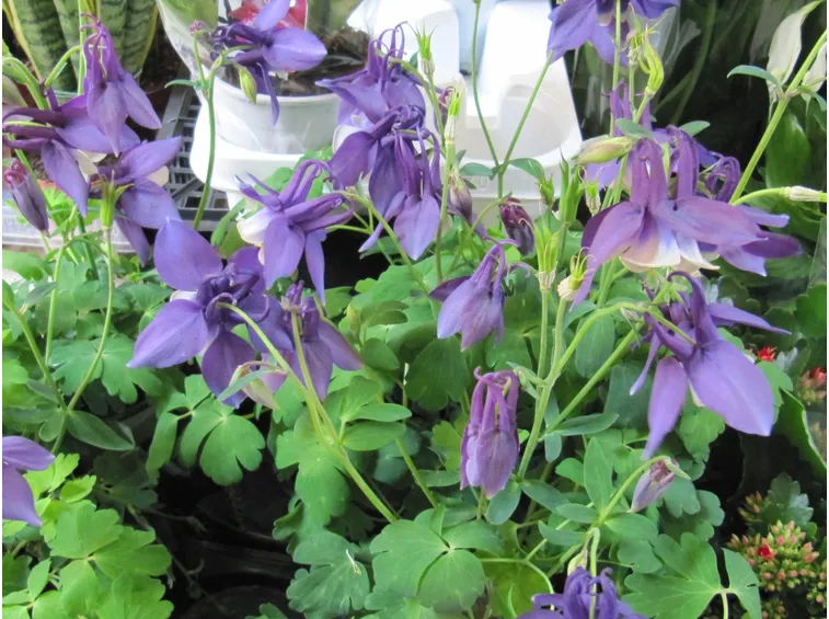 Aquilegia alpina