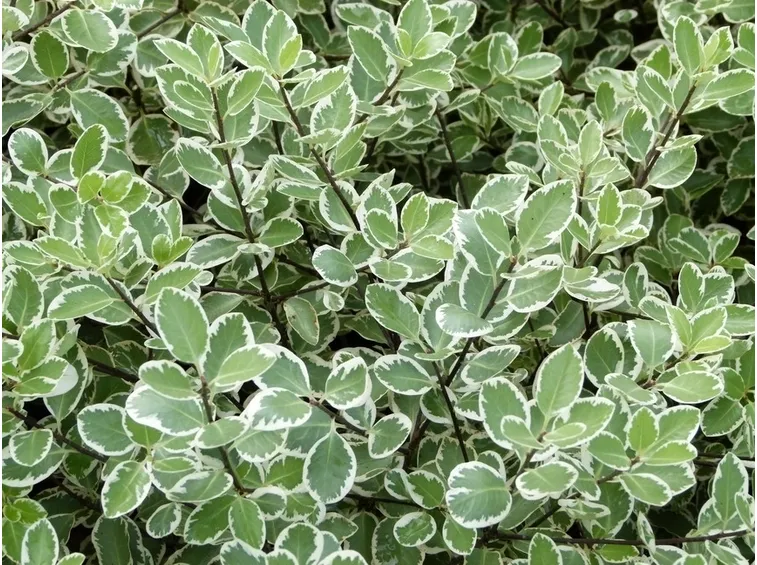 Piante sempreverdi giardino