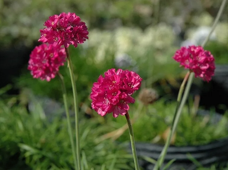 Fiori di armeria maritima