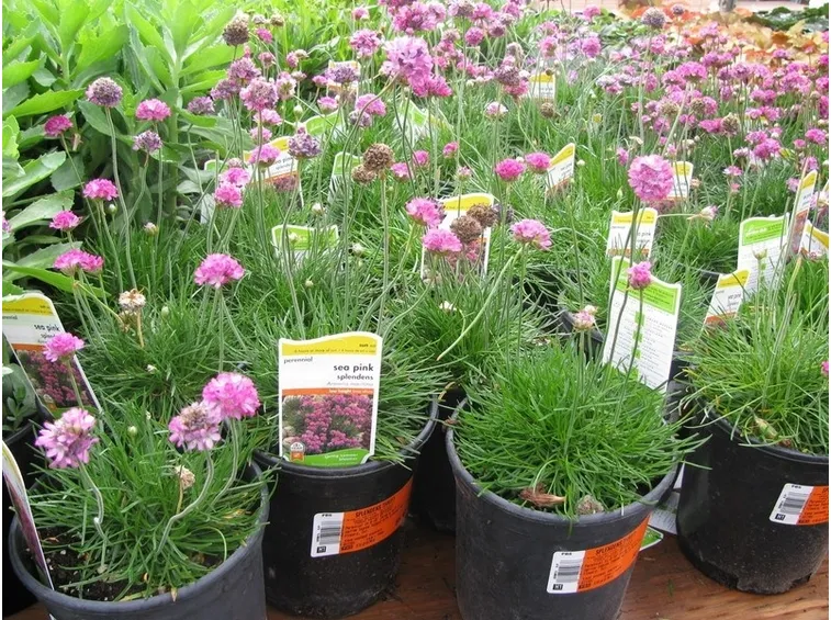 Piante in vaso di armeria maritima