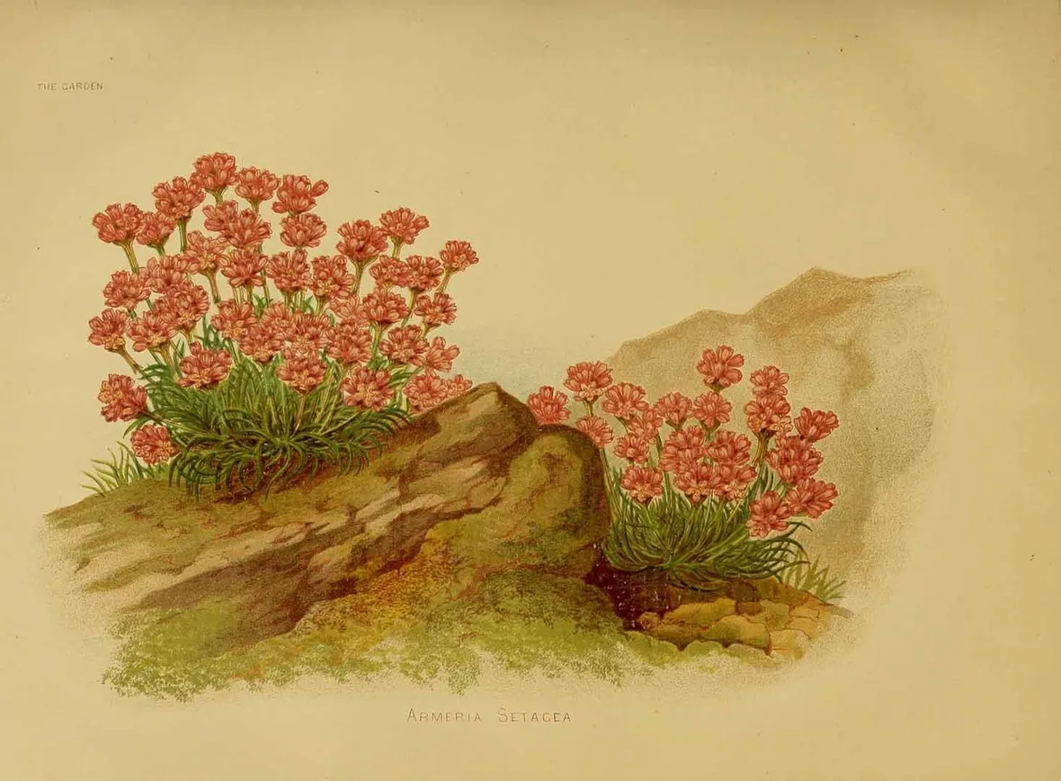 Illustrazione botanica di una varietà di Armeria